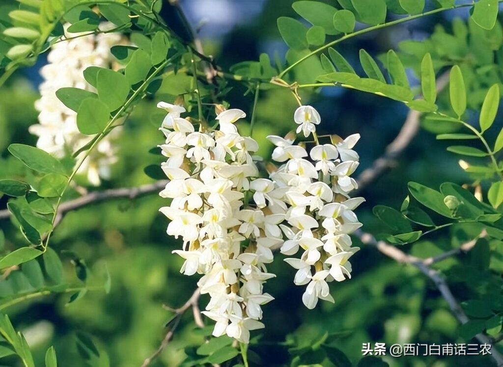 洋槐花什么季节可以吃_洋槐花什么时候能吃