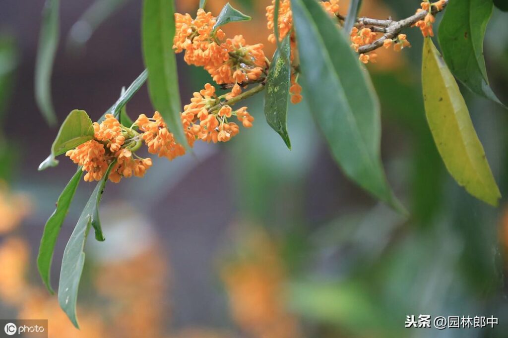 养的桂花不开花怎么回事_怎样才能让种植的桂花提早开花