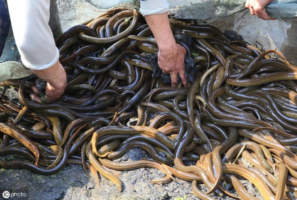 黄鳝怎么繁殖后代的_黄鳝发育繁殖的过程