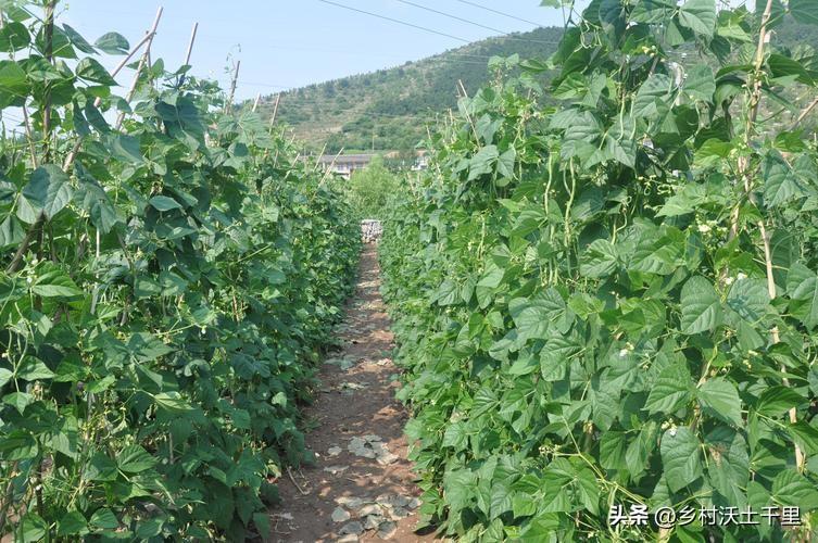 豆角怎么种植_豆角种植方法