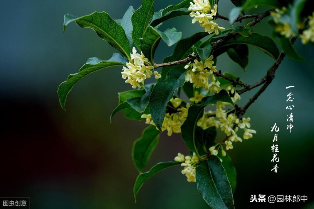 养的桂花不开花怎么回事_怎样才能让种植的桂花提早开花