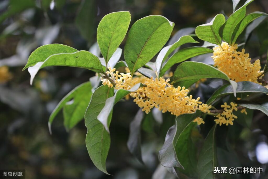 养的桂花不开花怎么回事_怎样才能让种植的桂花提早开花