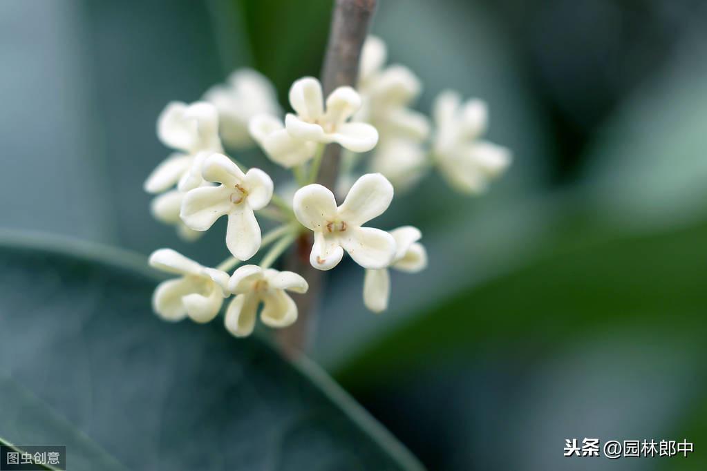 养的桂花不开花怎么回事_怎样才能让种植的桂花提早开花