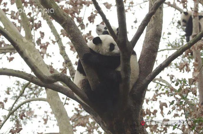 大熊猫会发情吗_一文解答