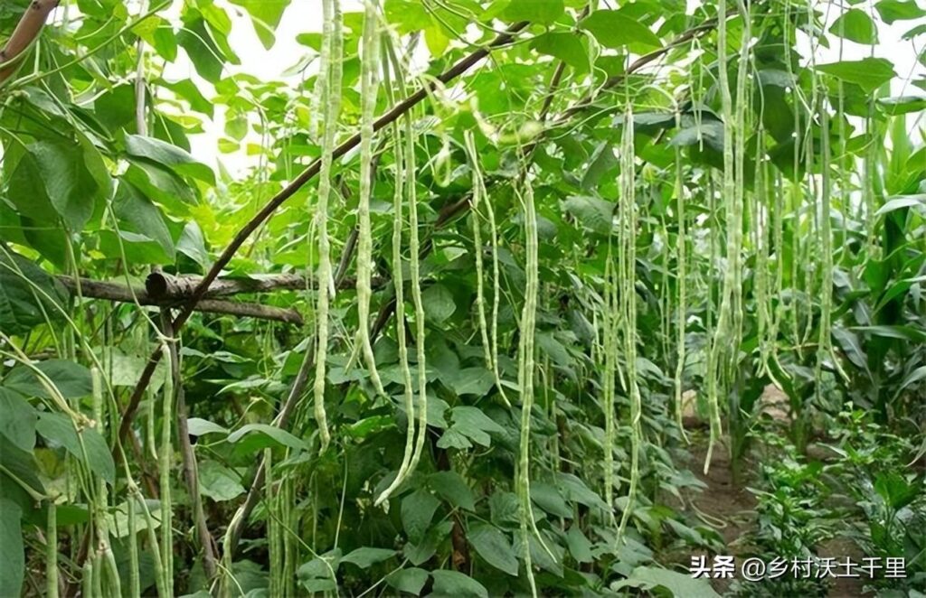 豆角怎么种植_豆角种植方法