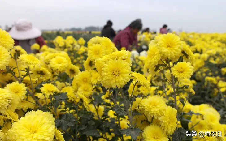 菊花配什么好_菊花加什么好