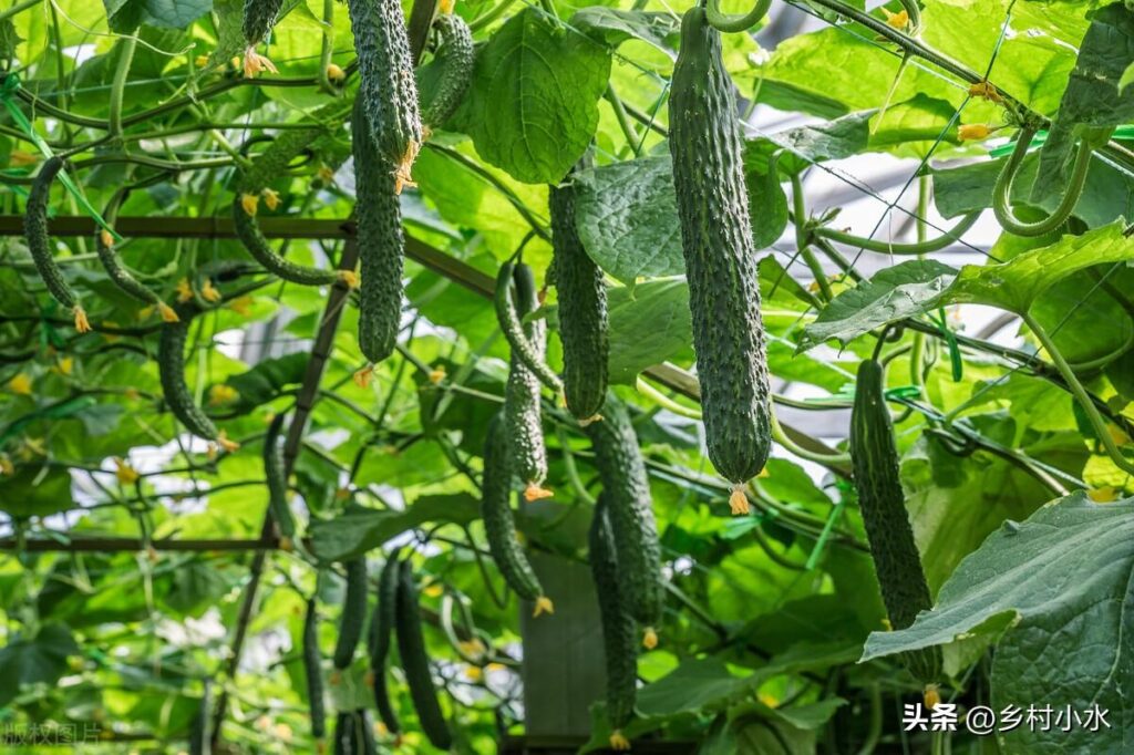 黄瓜怎样种植高产_黄瓜怎么种植才能高产