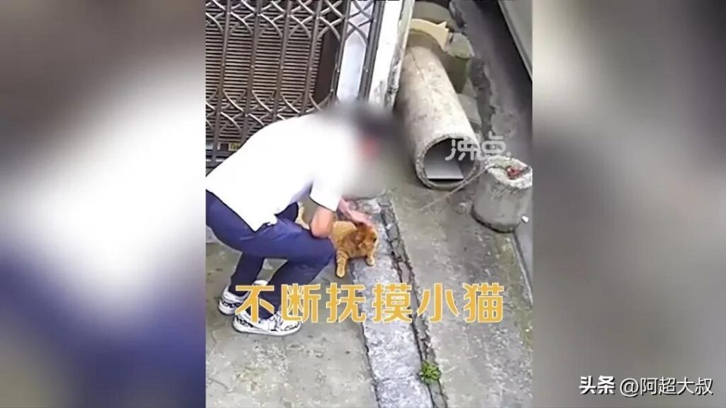 男子用小刀残忍割断看门猫尾巴