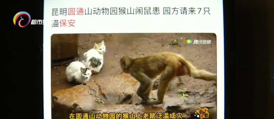 昆明一高校发生虐猫事件