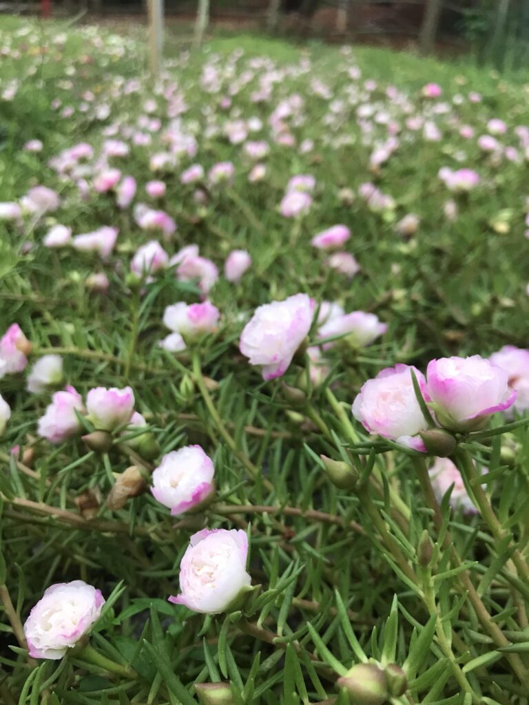 重瓣太阳花能长多高_重瓣太阳花直径多大