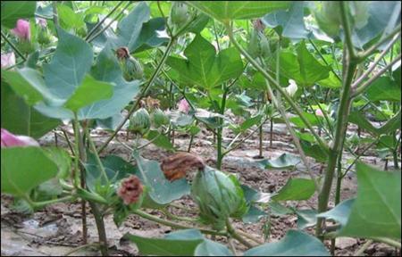 棉花怎样种植_棉花的种植方法