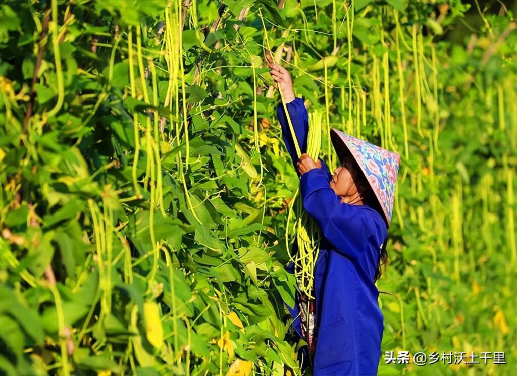 豆角怎么种植_豆角种植方法