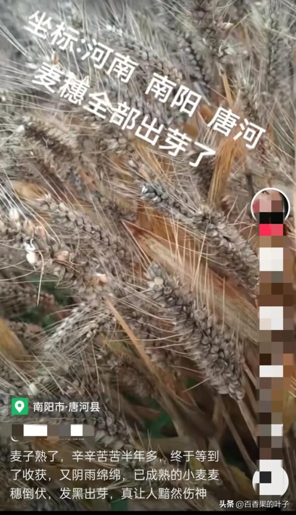 河南79岁老农手捧发芽小麦抹泪