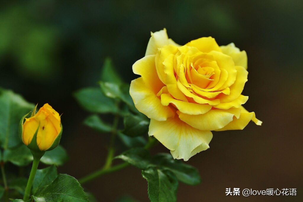 月季花的花语是什么_月季花适合送哪些人