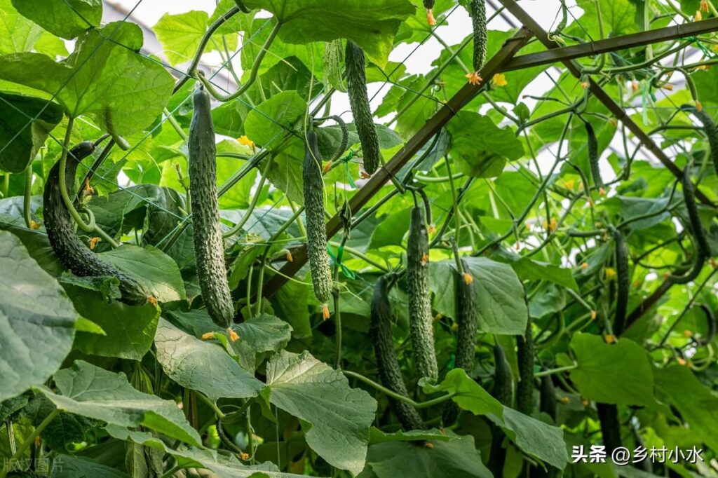 黄瓜怎样种植高产_黄瓜怎么种植才能高产