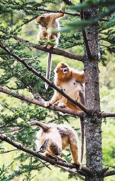 大熊猫为什么是国宝_大熊猫如何成为国宝的