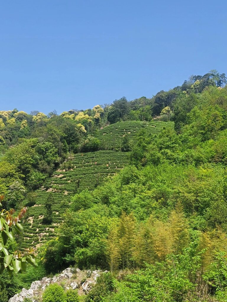 哪些茶好喝又不贵_哪种茶好喝上档次