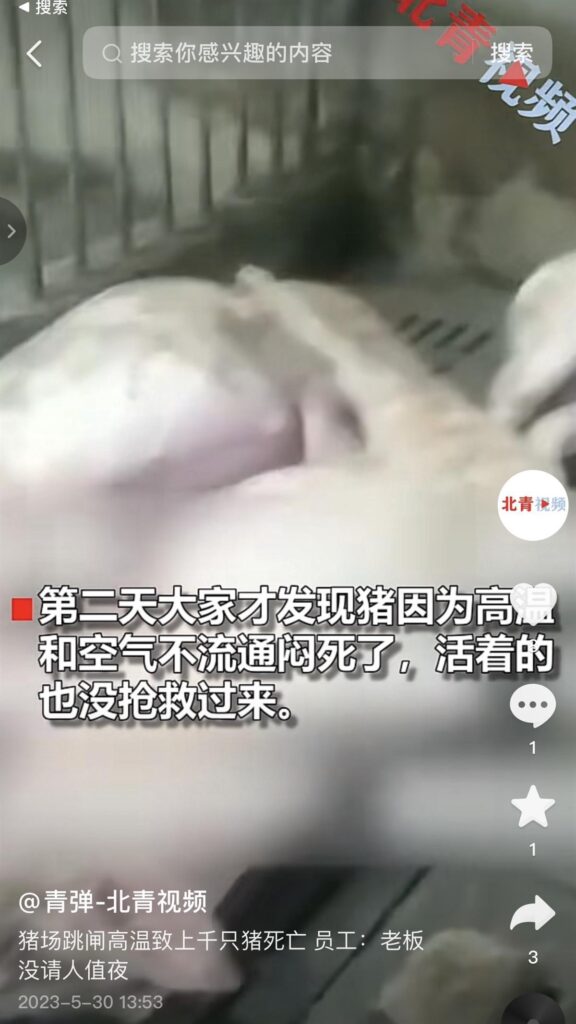 猪场电闸跳闸 高温致上千头猪死亡