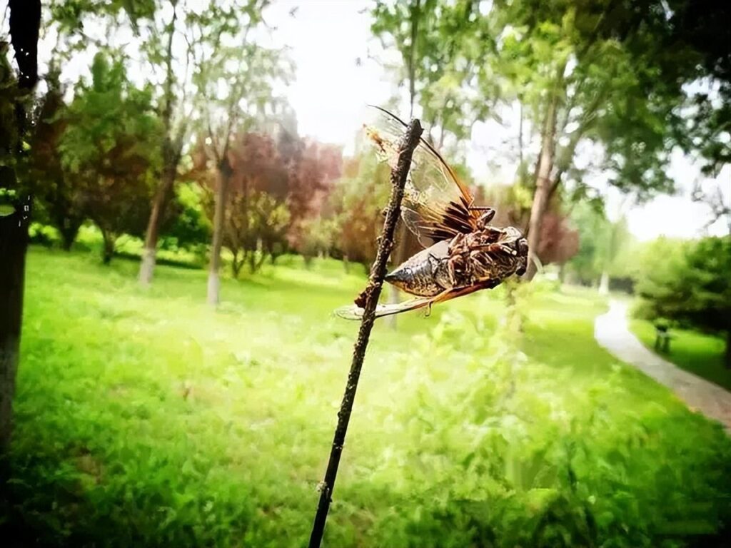 蝉是怎样繁殖的_蝉的繁殖方式