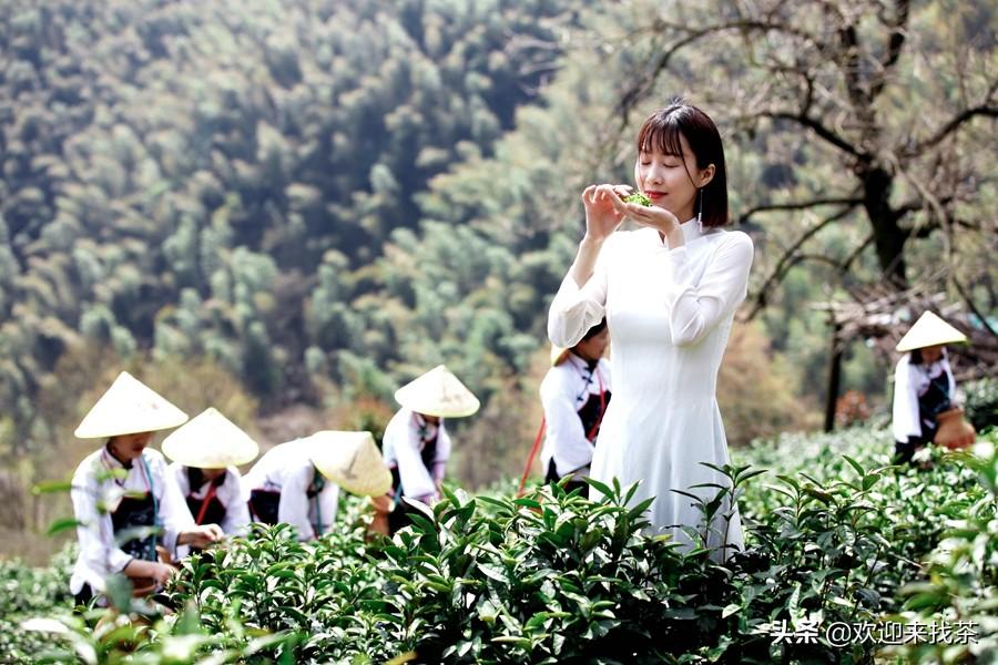 黄山哪种茶比较好喝_黄山什么茶最好喝