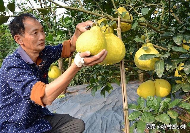 柚子一般种植几年结果_柚子树的栽培与管理