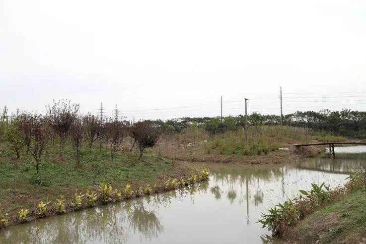 上海再现野生四不像