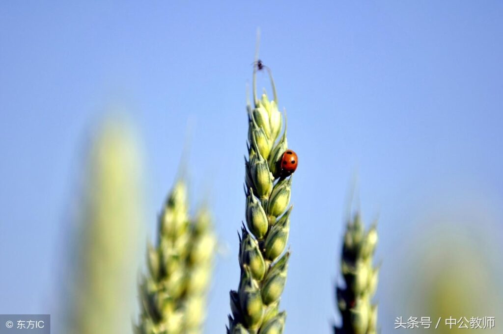 二十四节气是如何命名的_二十四节气命名由来