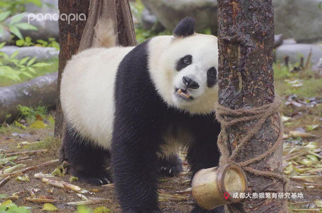 大熊猫会发情吗_一文解答