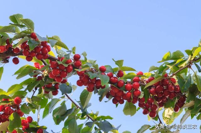 车厘子和樱桃有什么区别_车厘子和樱桃哪个更好吃