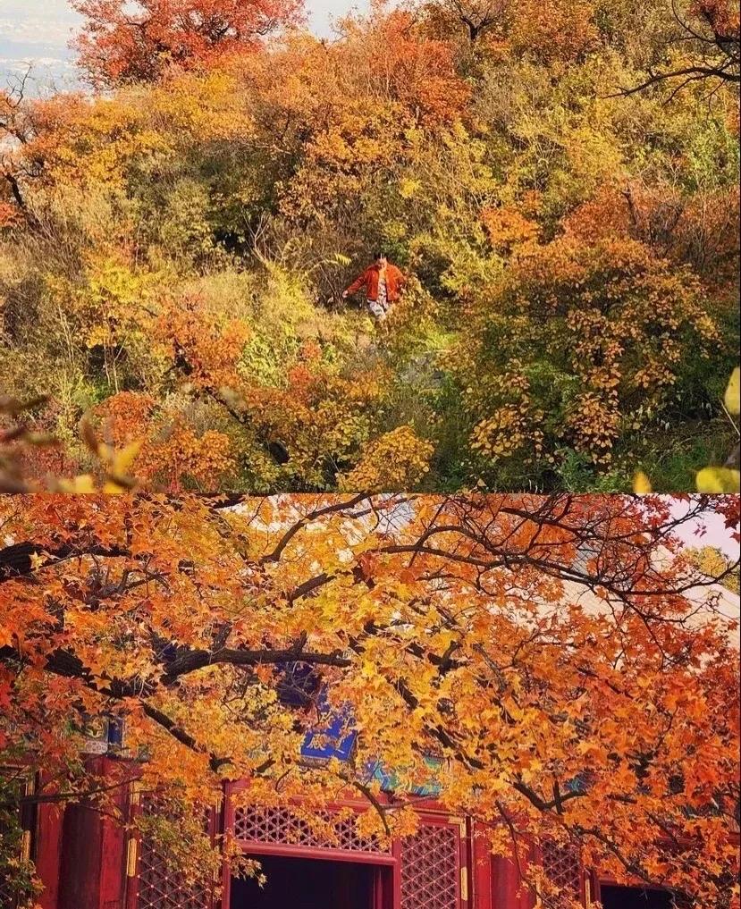 香山怎么去方便_香山游玩攻略