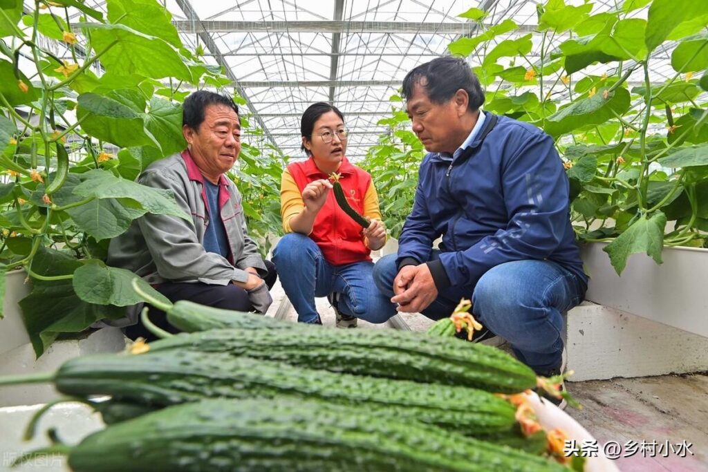 黄瓜怎样种植高产_黄瓜怎么种植才能高产