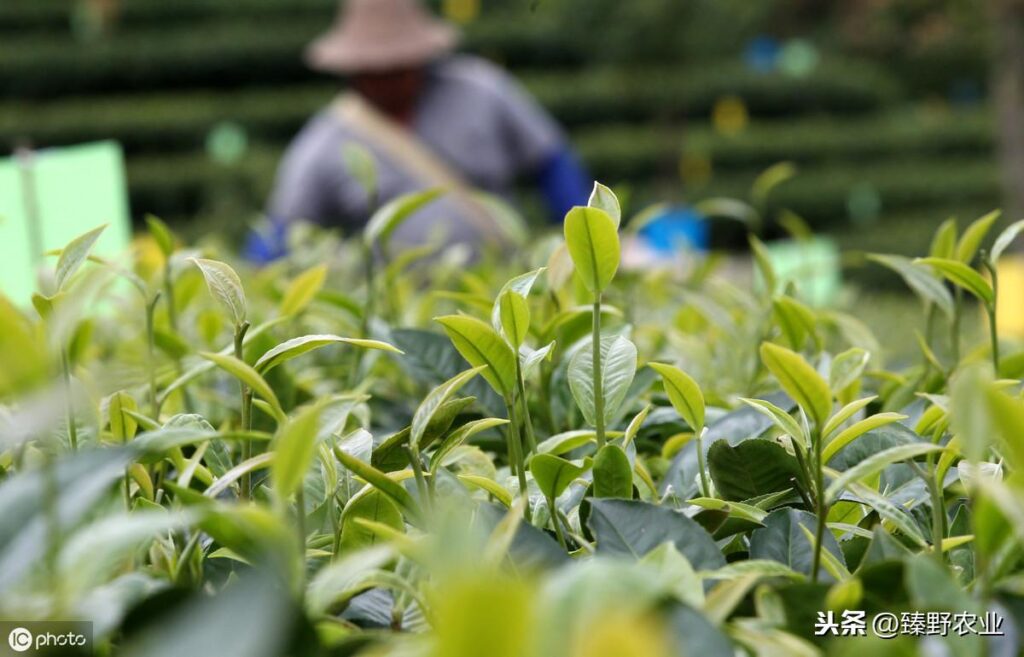 毕业谢师礼送什么礼品好_毕业谢师送什么礼物