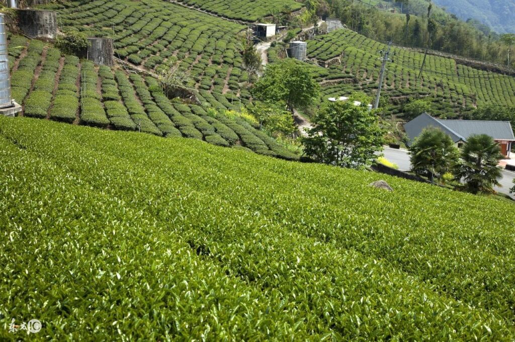 高山茶有哪些功效_高山茶保存方法