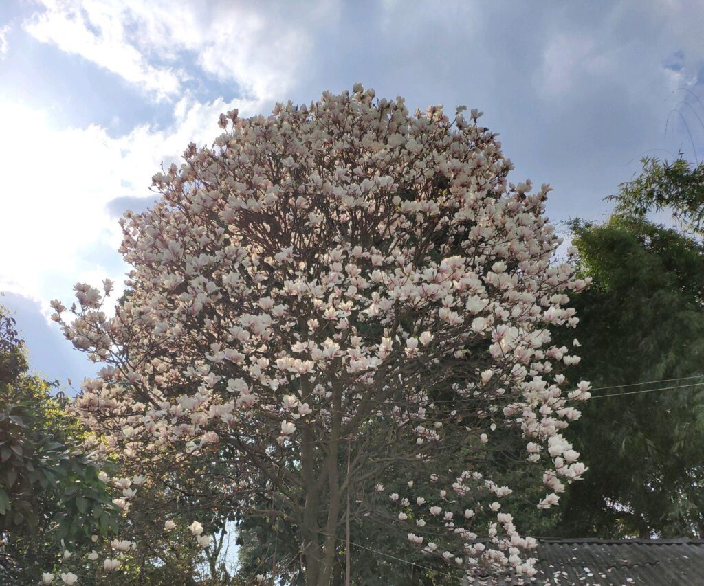 玉兰树多久才会开花_玉兰树不开花是什么原因