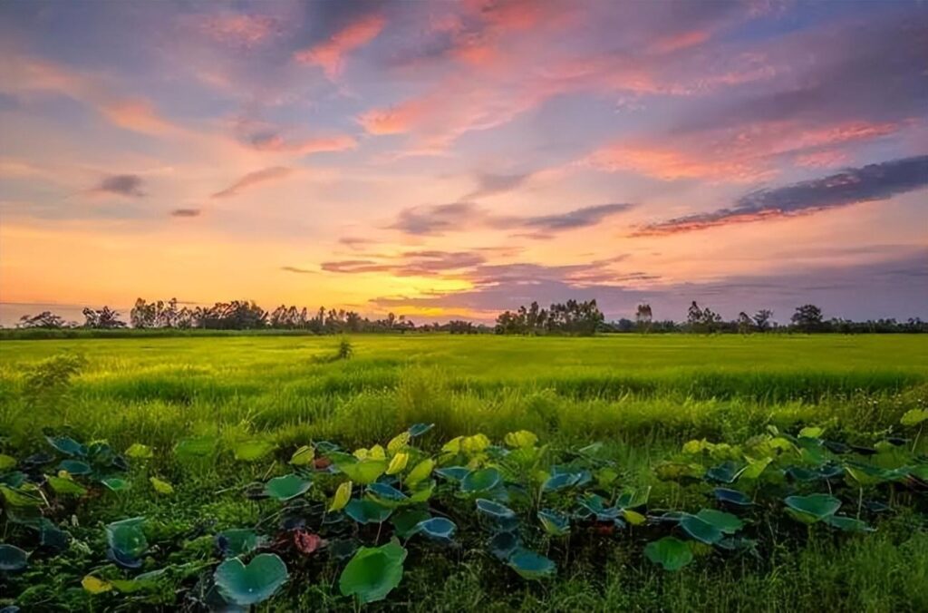 夏至节气文案_夏至节气说说