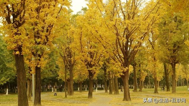 四川各大学录取分数线是多少_四川各大学录取排名