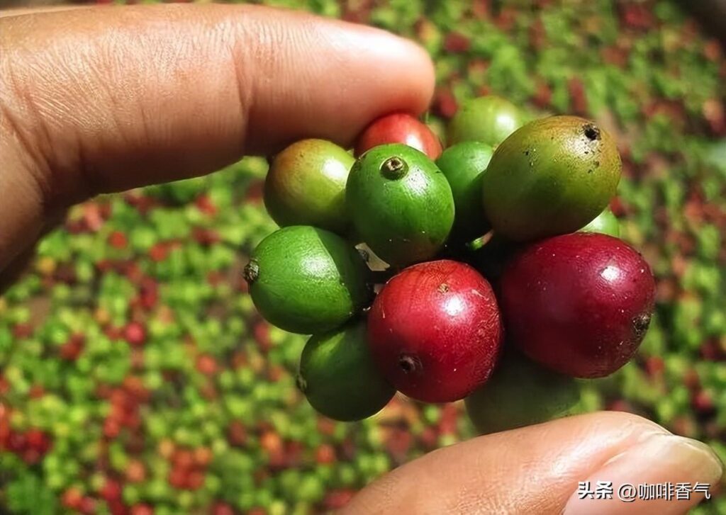 咖啡豆哪个牌子好喝_咖啡豆品牌推荐