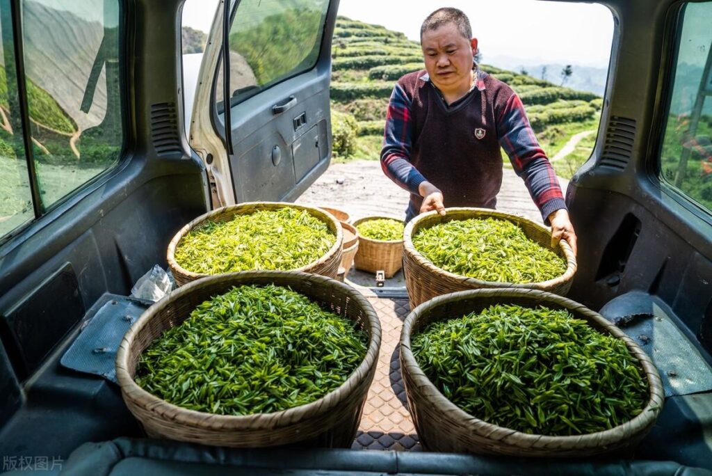 茶叶保质期最长多久_茶叶保质期限多久