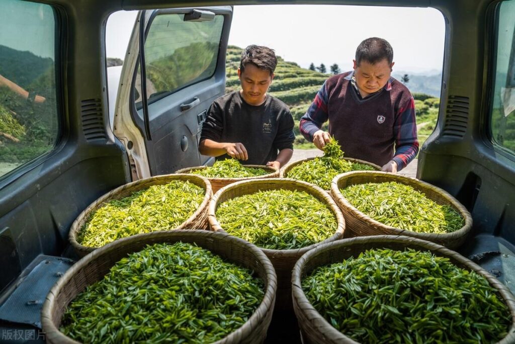 茶叶保质期最长多久_茶叶保质期限多久