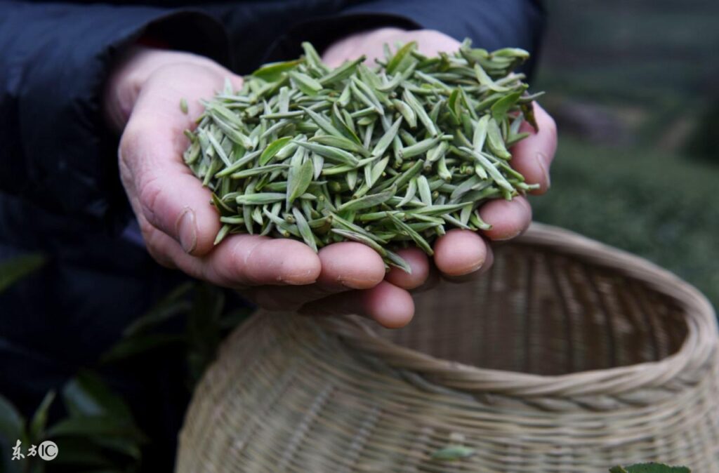 高山茶有哪些功效_高山茶保存方法