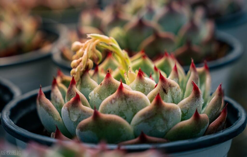 多肉植物夏日怎么养_多肉植物夏天的养殖方法