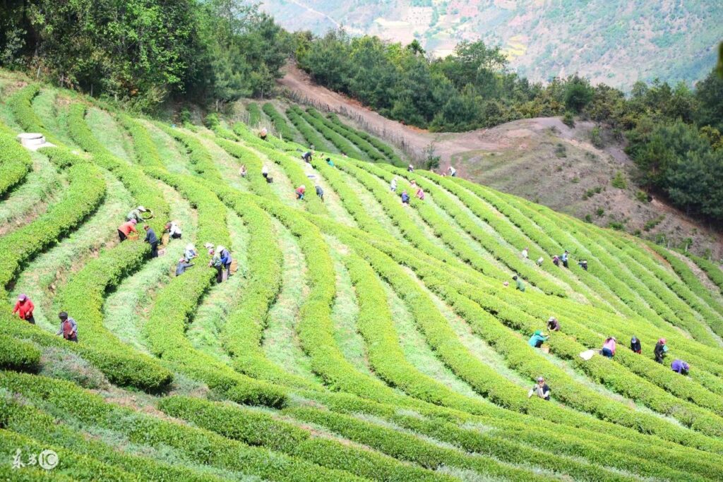 高山茶有哪些功效_高山茶保存方法