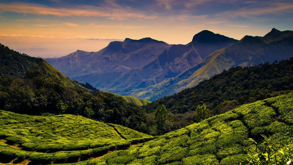 高山茶有哪些功效_高山茶保存方法