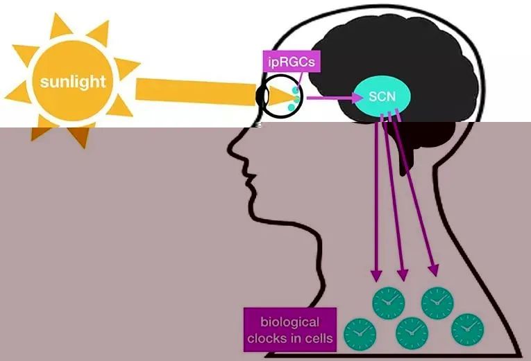 什么是生物钟_人体生物钟如何工作