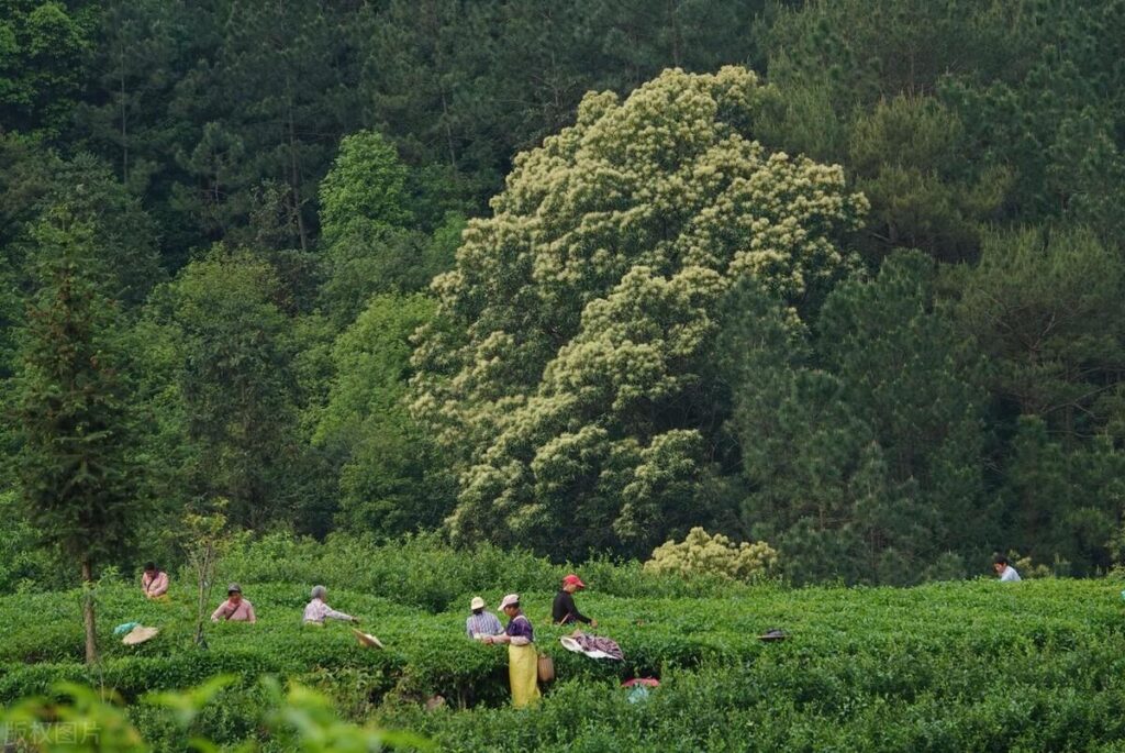 茶叶保质期最长多久_茶叶保质期限多久