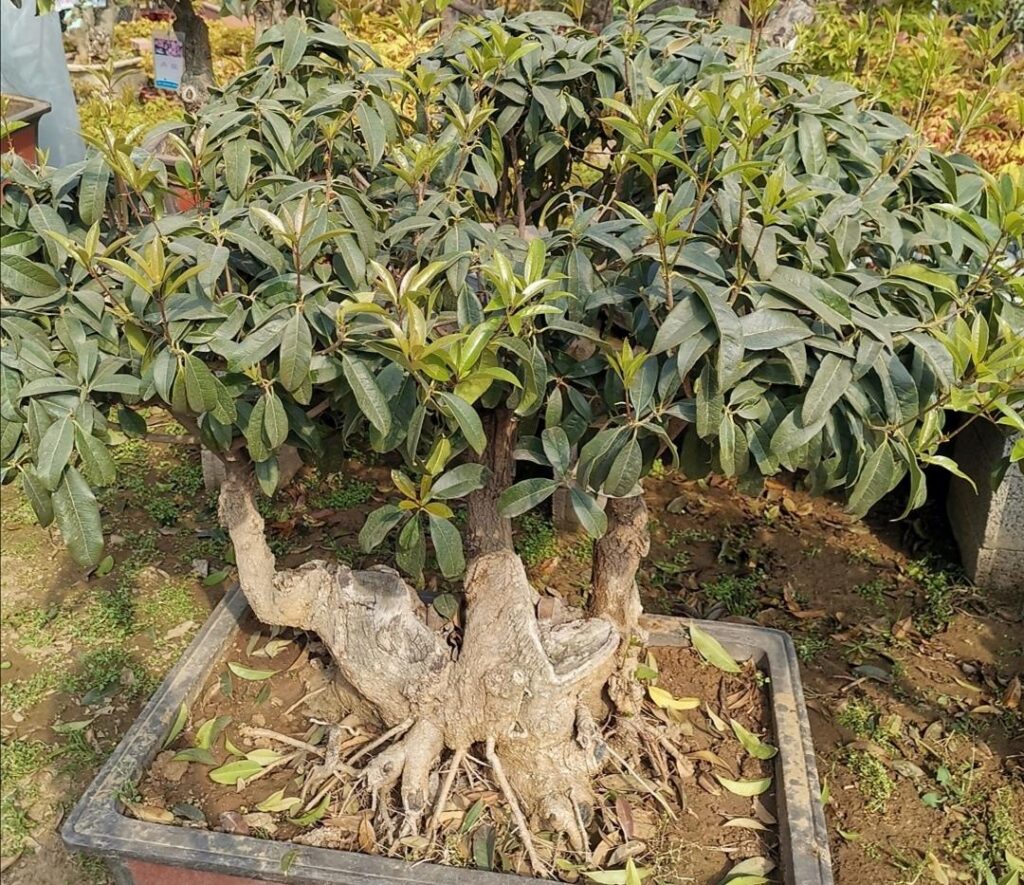 桂花为什么不开花_桂花不开花的解决方法