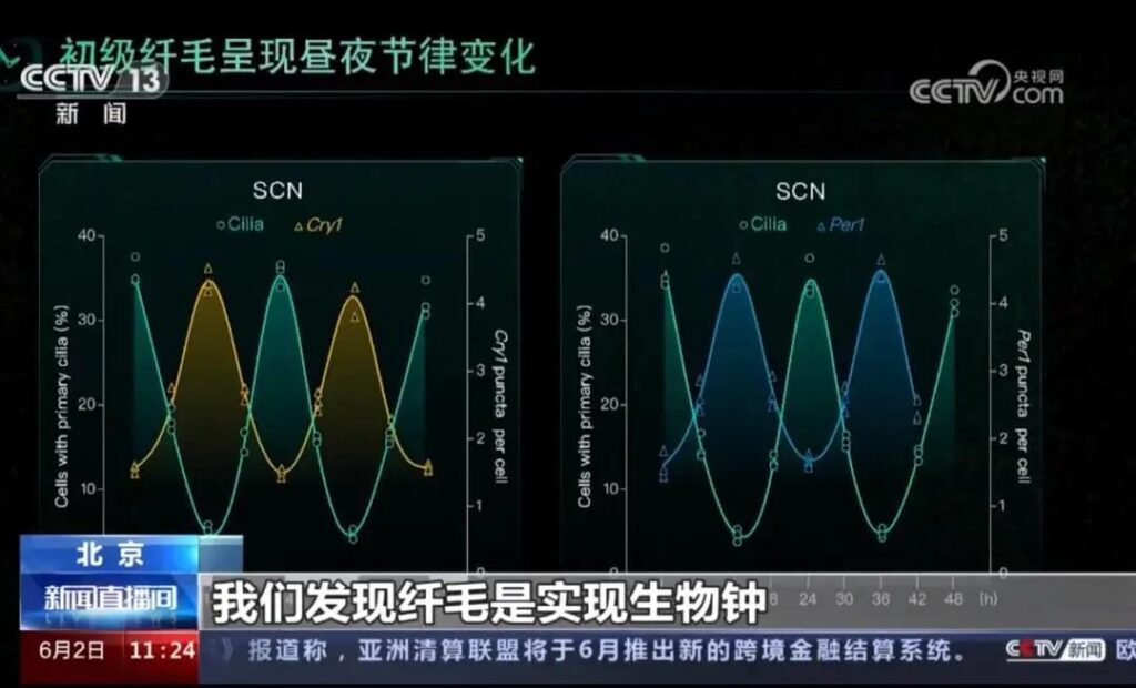 如何避免生物钟紊乱_生物钟紊乱该怎么办