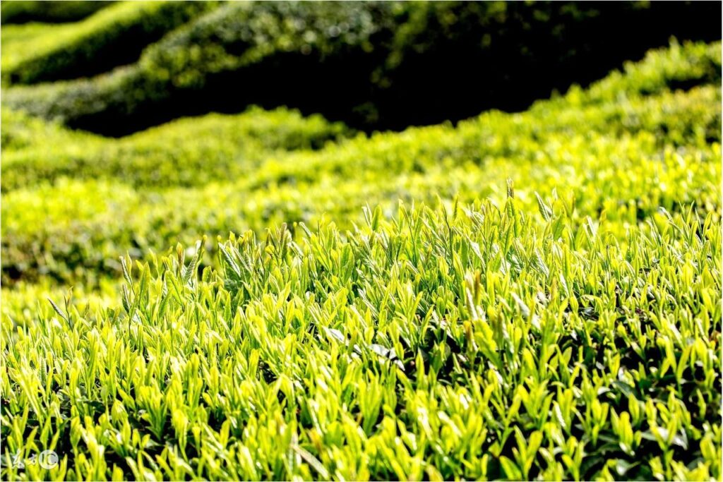 高山茶有哪些功效_高山茶保存方法