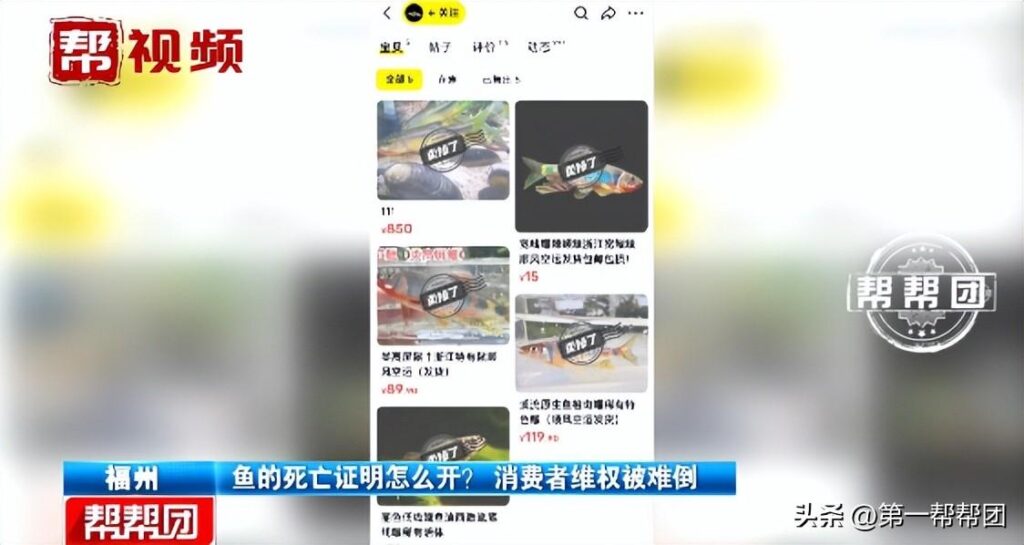 男子退货被要求开鱼的死亡证明_鱼的死亡证明要怎么开