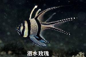 海水鱼都有什么鱼_海水鱼的种类